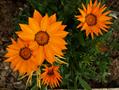 treasure flower